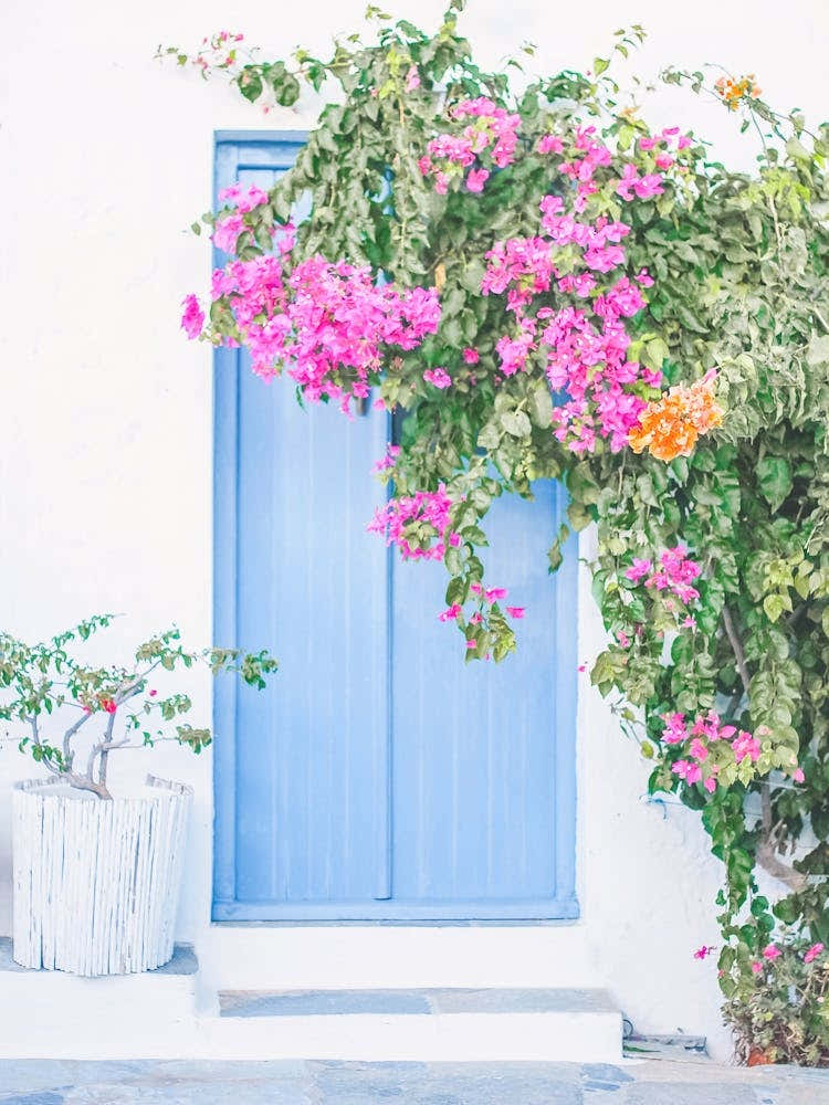 Milos, Greece I The blue wood door with pink Bougainvillea flowers and minimalist greek architecture with authentic charm and retro vintage pastel summer aesthetic photography in Cyclades islands like Santorini