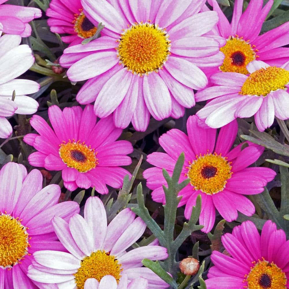 Pink Daisies