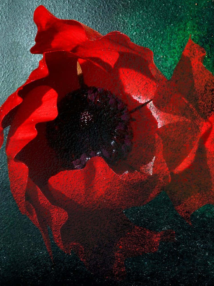 Poppy Madness Original Photography