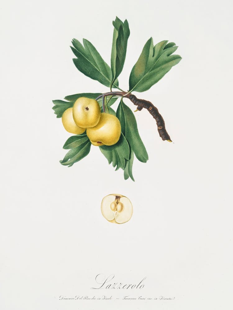 Apricot (Pesca Natalina) From Pomona Italiana (1817 - 1839), Giorgio Gallesio