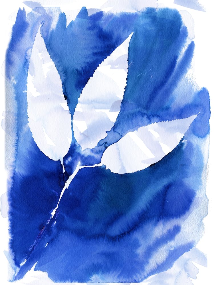 Cyanotype Botanical 5
