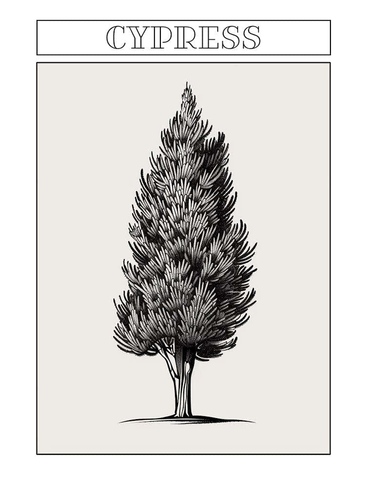Cypress Tree Minimalistic Drawing 3 Poster