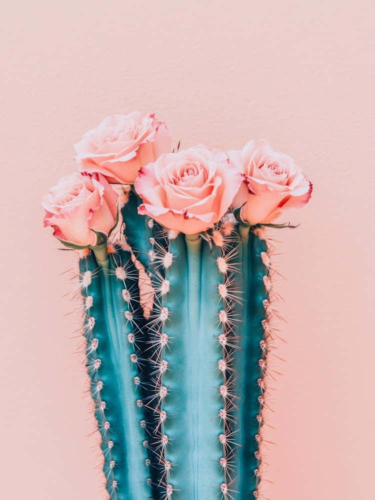 Cactus Roses 1