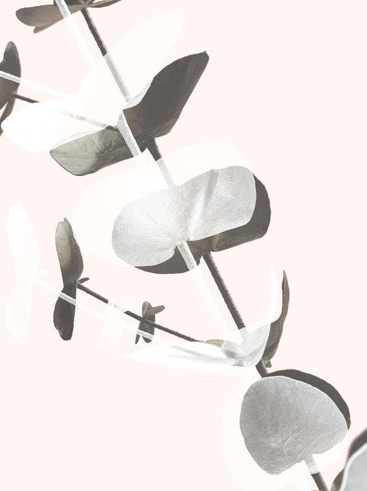 Eucalyptus Leaves_2061448