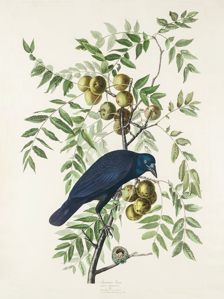American Crow   Birds Of America, John James Audubon