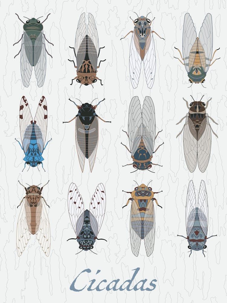 Cicada Bug Insect Australia Beetle Group