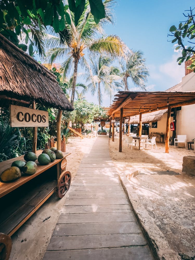 Coconut On The Beach