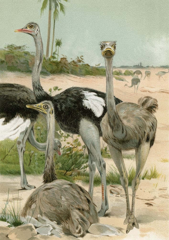 Vintage Brehm 1 Strauss