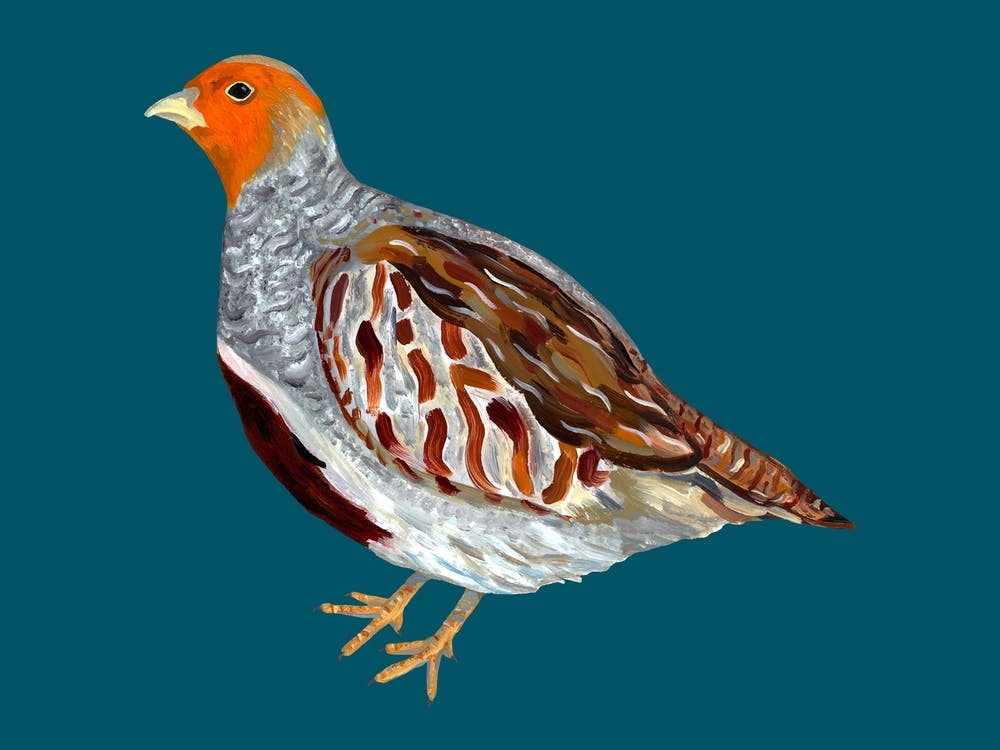 Grey English Partidge