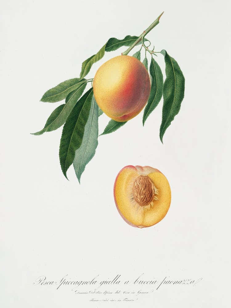 Peach (Persica Iulodermis) From Pomona Italiana (1817 1839), Giorgio Gallesio