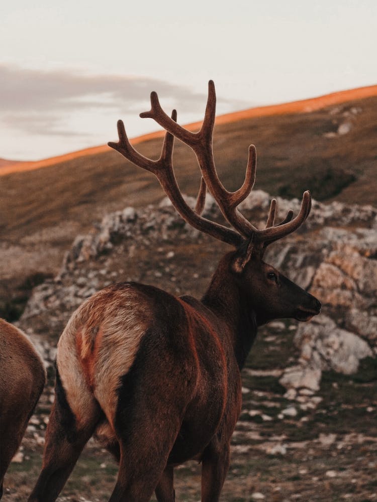 Sunset Elk