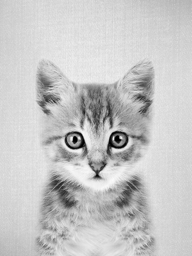Kitten - Black & White