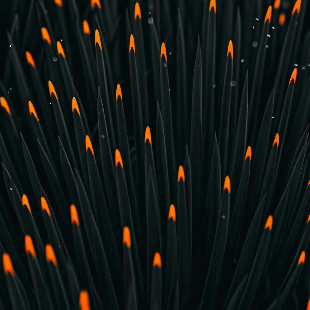 Black And Orange Flames