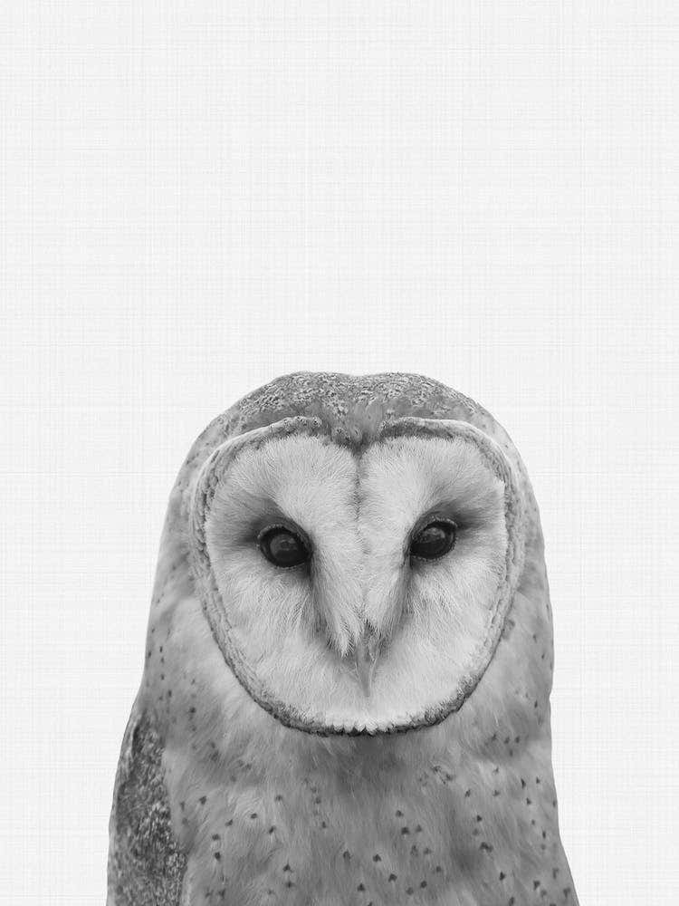 Owl Portrait