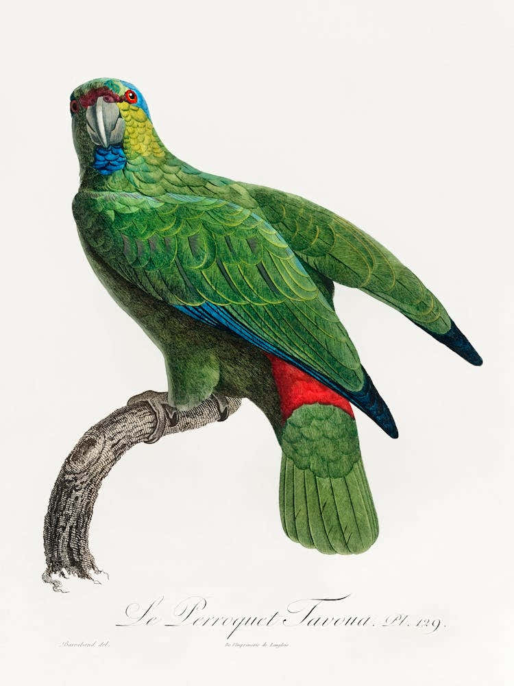 The Festive Amazon From Natural History Of Parrots, Francois Levaillant
