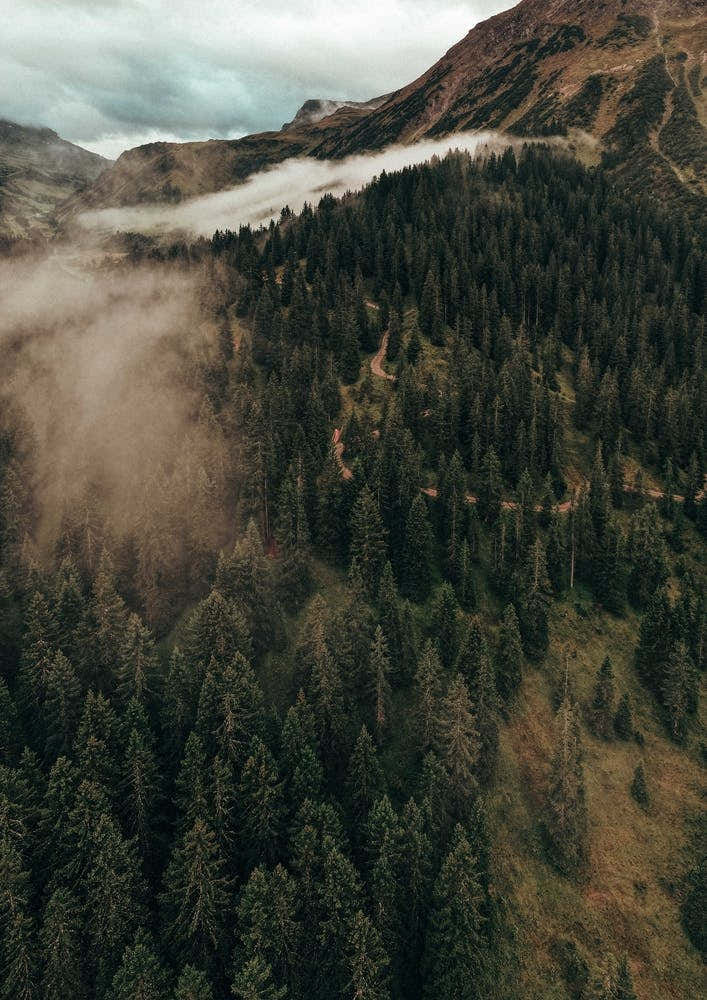 Clouds And The Trees