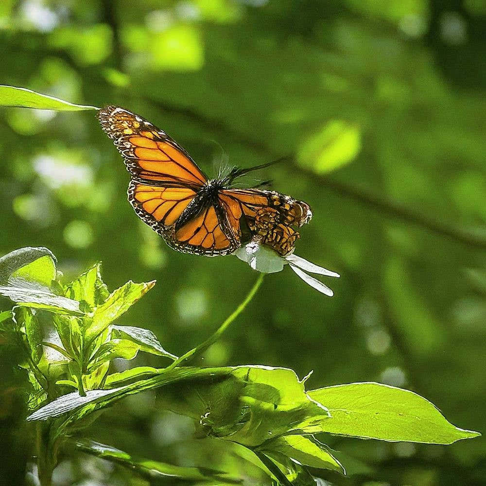 Monarch Butterfly - Monarch Butterfly Stock Videos & Royalty-Free Footage