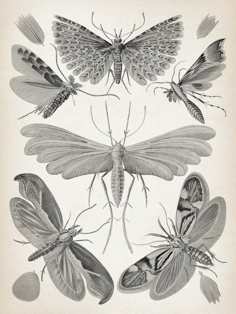 Vintage Haeckel 20 Tafel 58 Motten