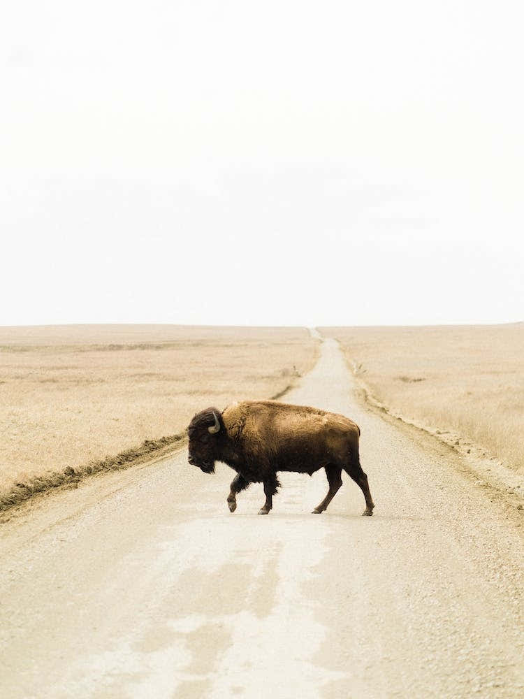 Bison Crossing Road