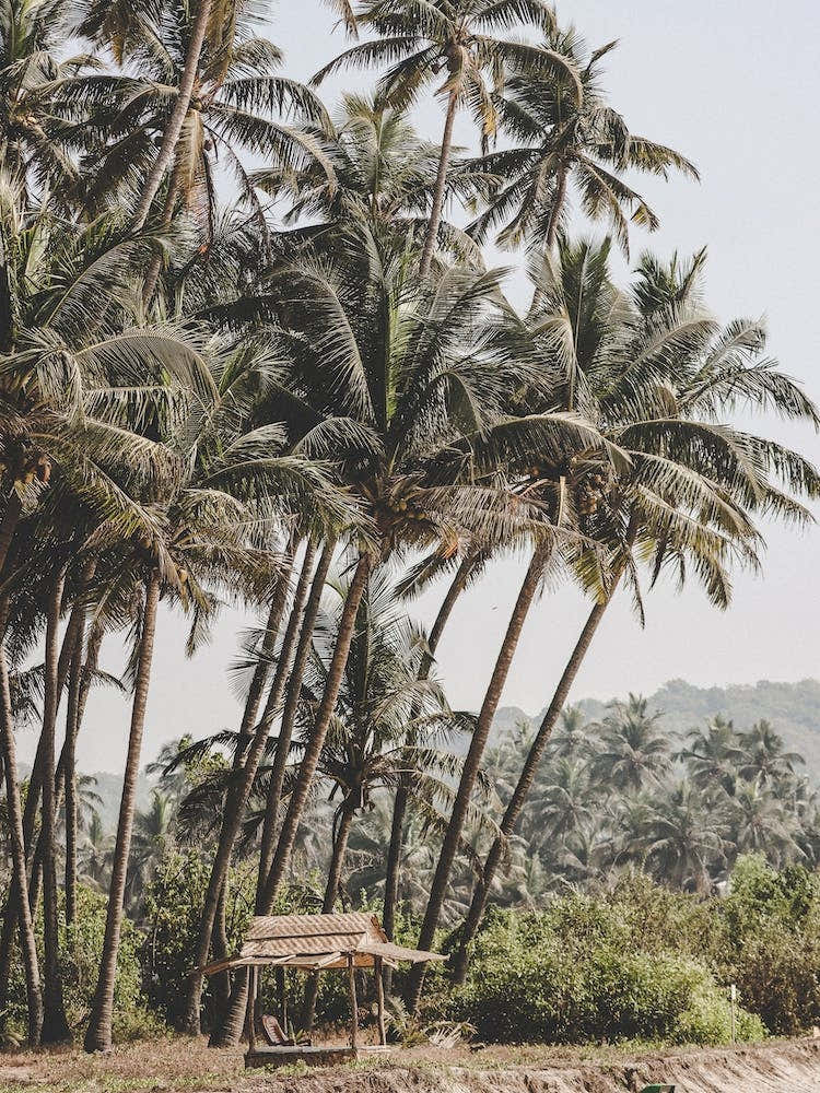 Palm Trees On The Beach 1