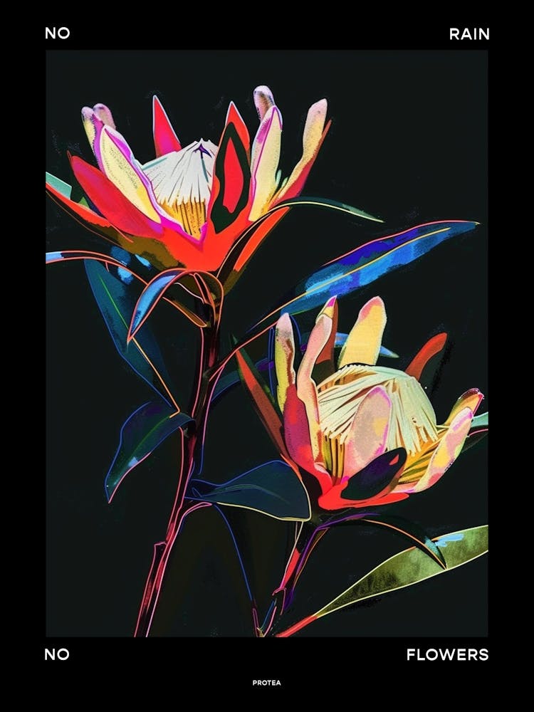 No Rain No Flowers Poster Protea 4