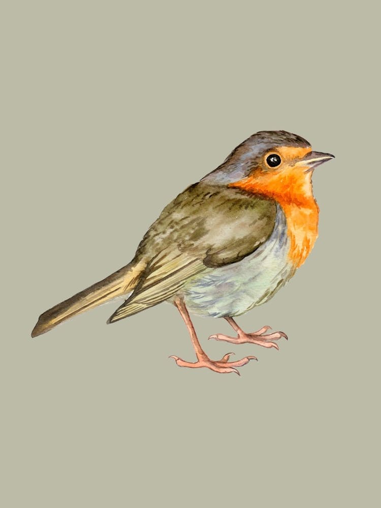 Robin