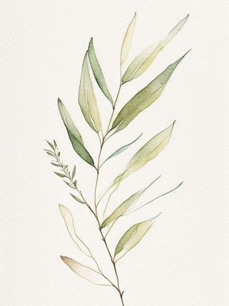 Willow Leaf Minimalist Watercolour 5