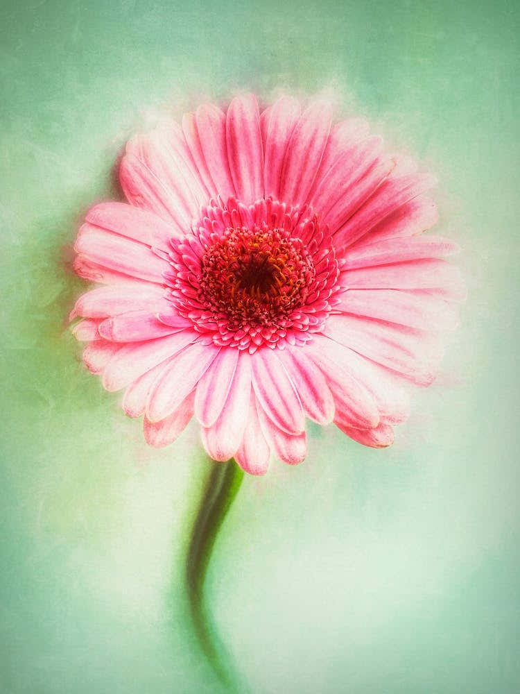 The Pink Flower