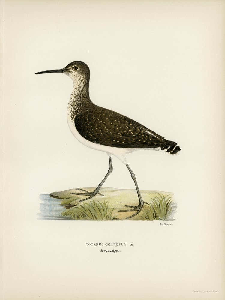 Green Sandpiper, The Von Wright Brothers