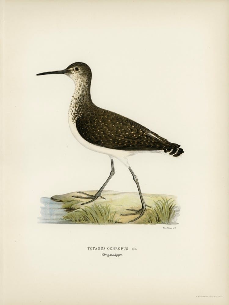 Green Sandpiper, The Von Wright Brothers