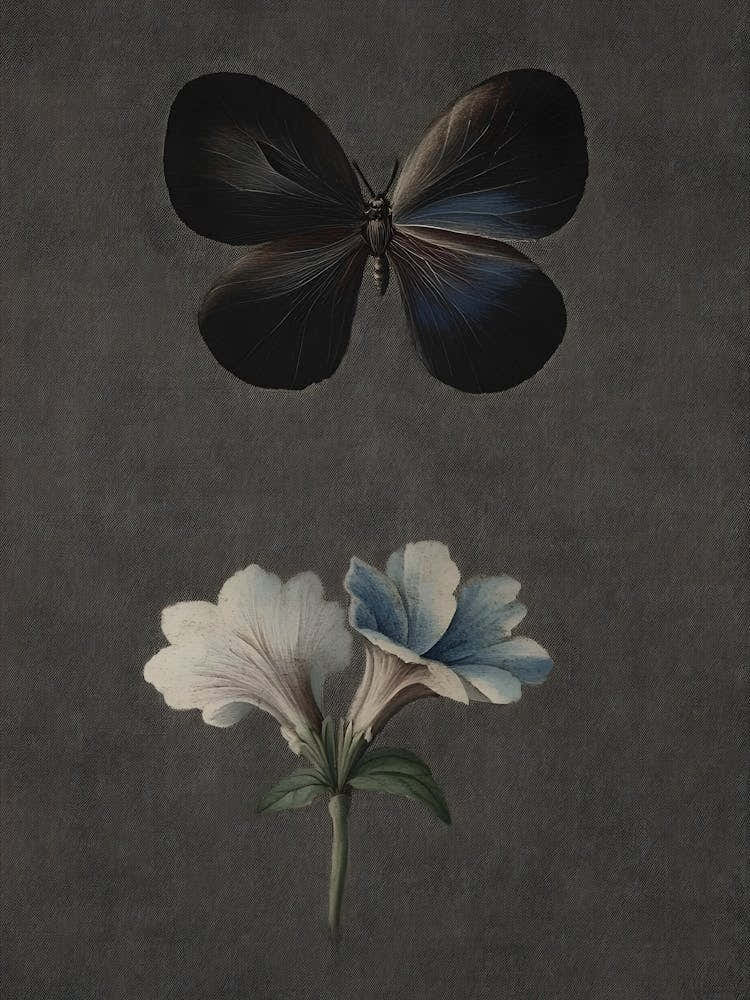 Butterfly And Flower