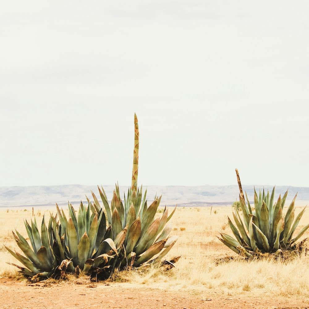 Century Plants Square