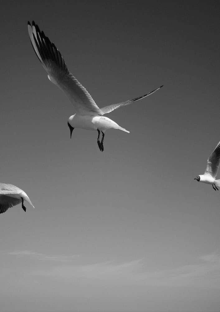 Seagulls In The Air