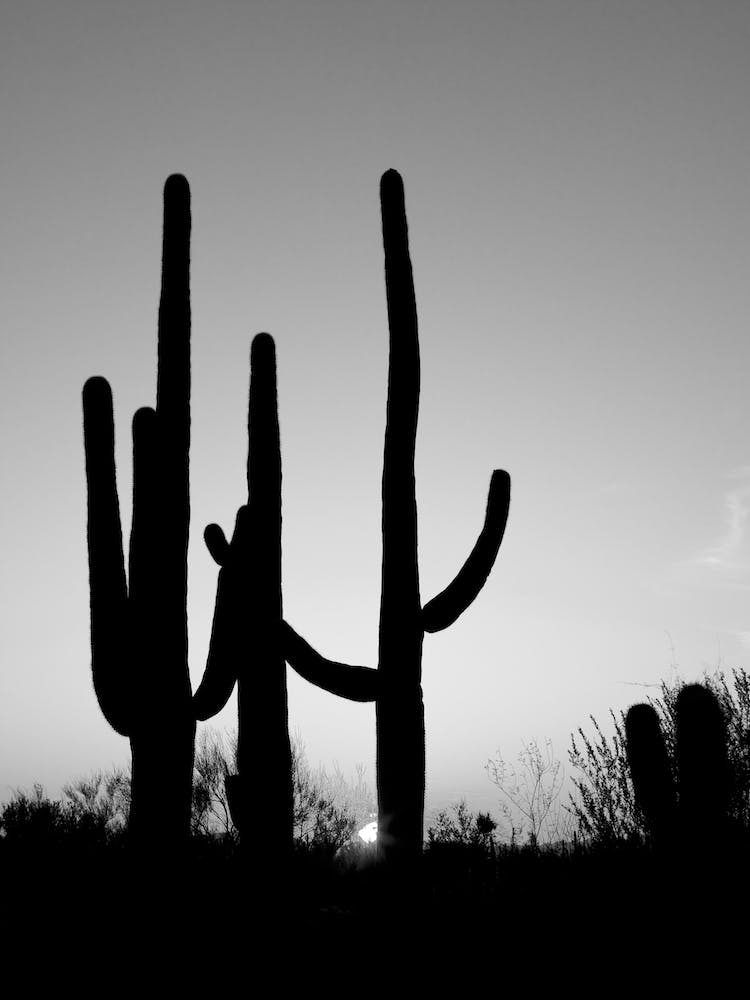 Saguaro Cactus Near Tucson, Arizona