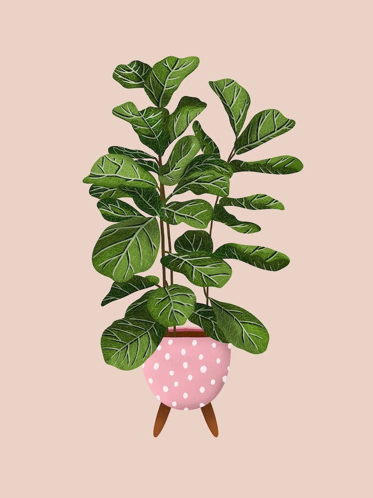 Ficus Lyrata On Beige