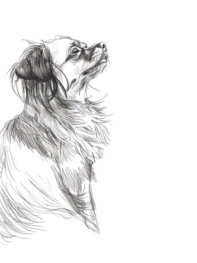 Dog Portrait Line Sketch 1