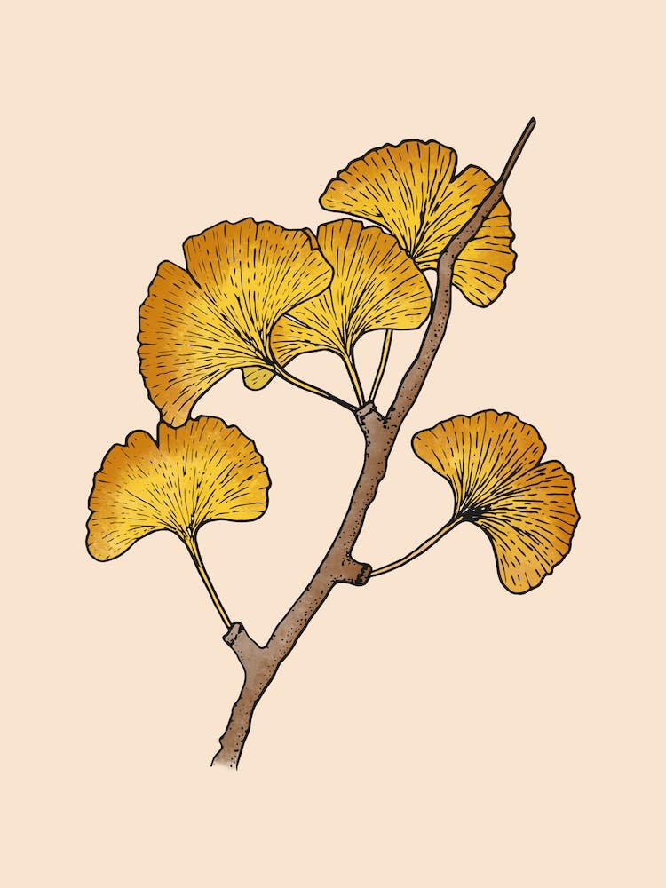 Ginkgo Leaves Orange