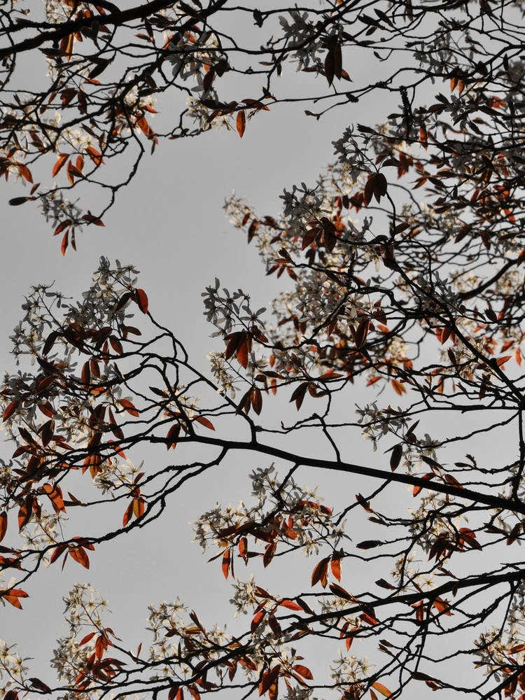 Spring And Flower Mood