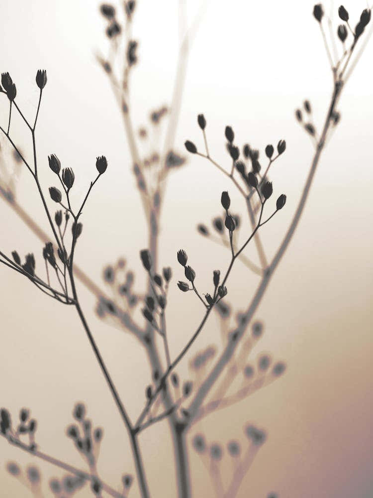 Wild Flowers Brown 1