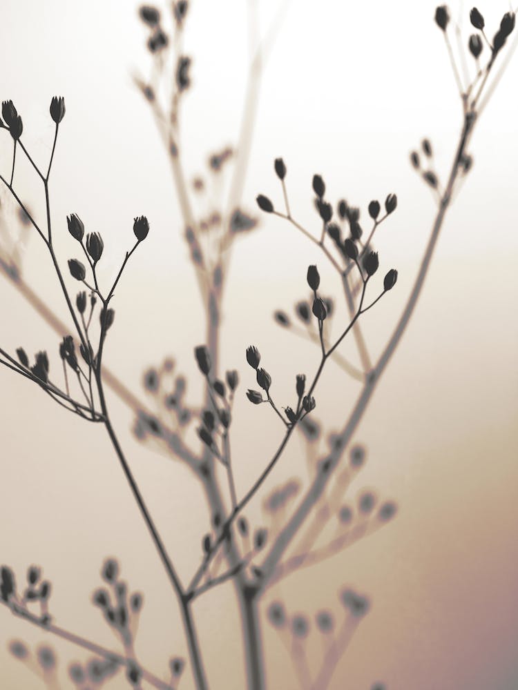 Wild Flowers Brown 1