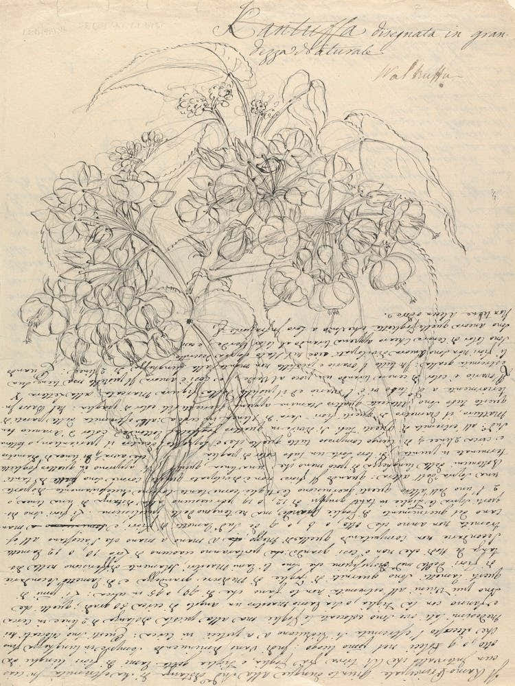 Buddleis Polystachya, Luigi Balugani