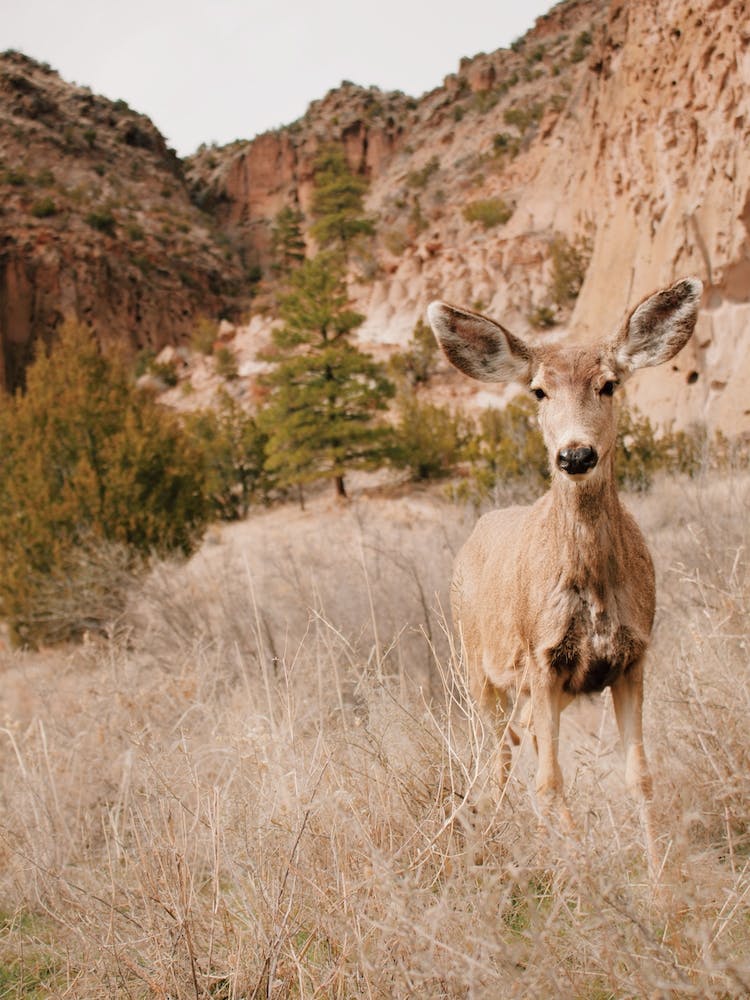 Mule Deer