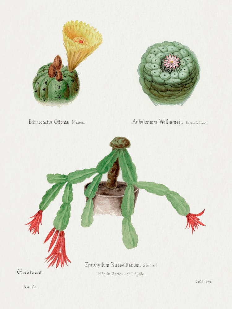 Peyote, Indian Head And Christmas Cactus, Familie Der Cacteen