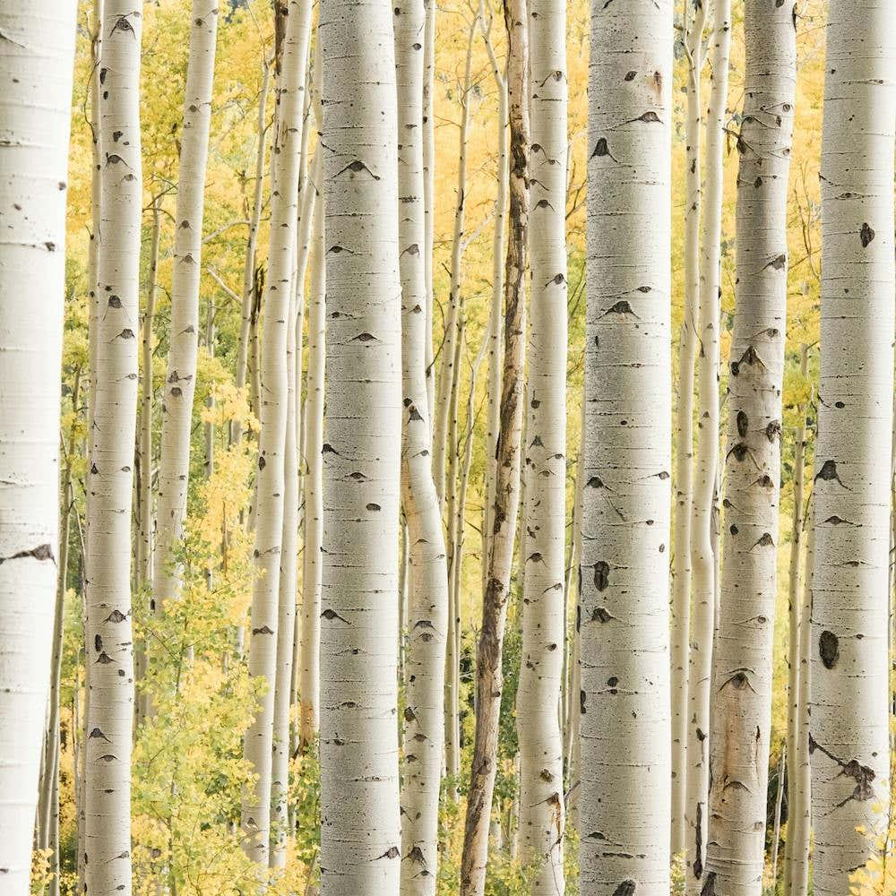 Birch Tree Forest Square