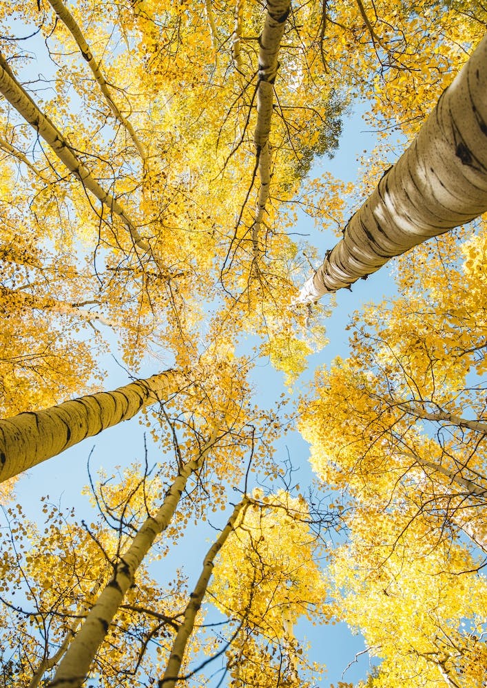 Yellow Trees