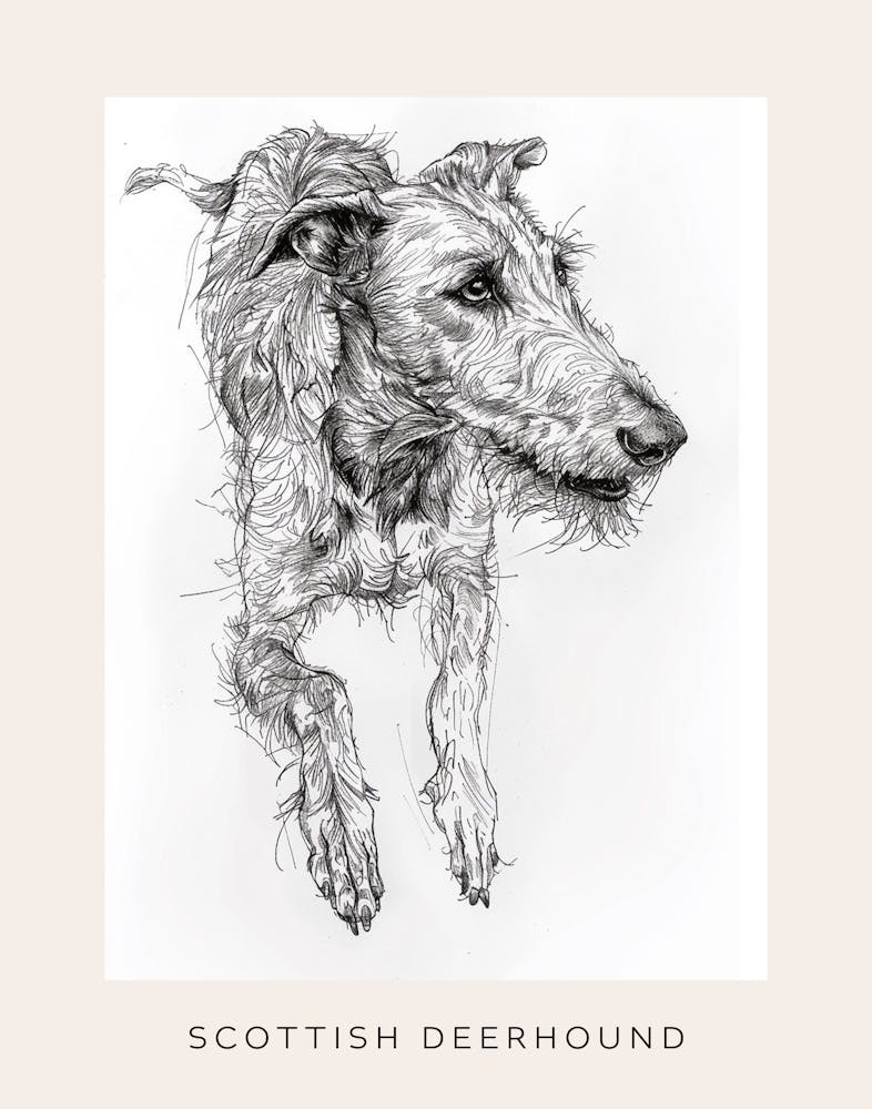 Scottish Deerhound Dog Line Sketch 1 Poster