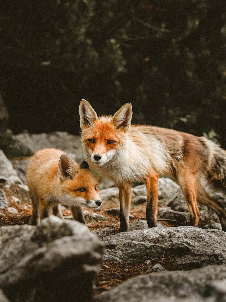 Mom And Baby Fox