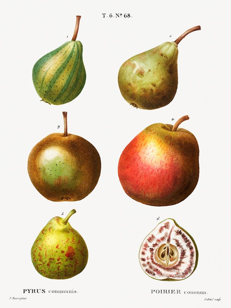 Pear, Pierre Joseph Redoute (4)