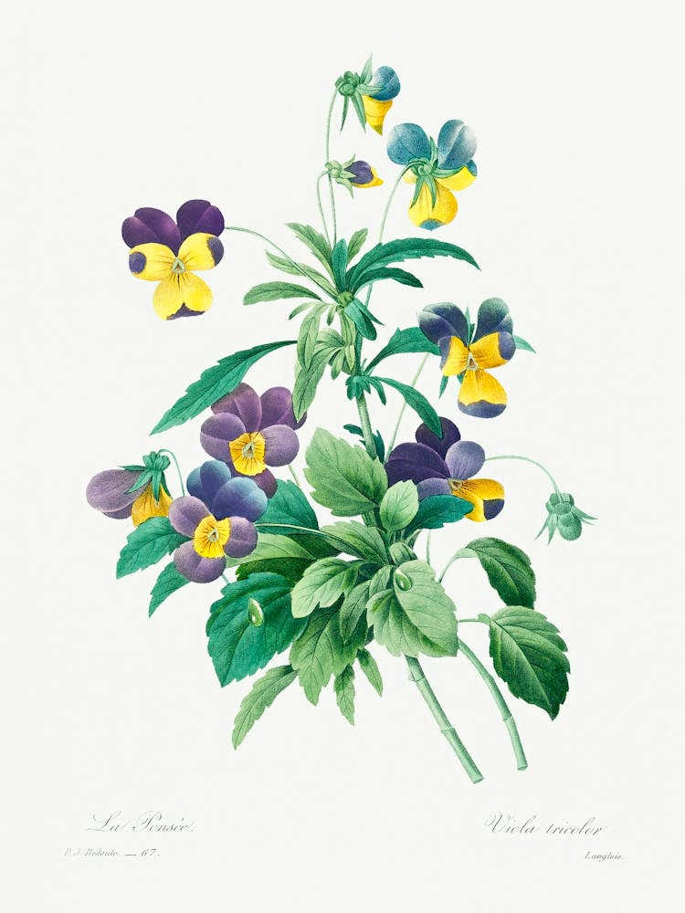 Wild Pansy, Pierre Joseph Redoute