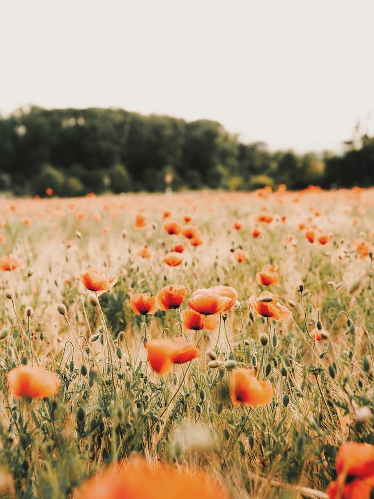Poppy Flower Field